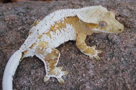 Attēlu rezultāti vaicājumam “Lycogala asperum”