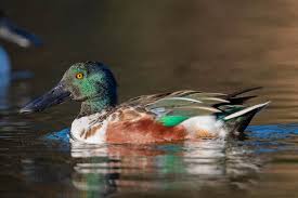 Attēlu rezultāti vaicājumam “Anas clypeata male”