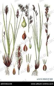 Attēlu rezultāti vaicājumam “Carex paniculata”