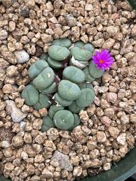 Attēlu rezultāti vaicājumam “Craterium minutum young”