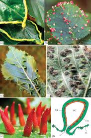 Attēlu rezultāti vaicājumam “Eriophyes padi”