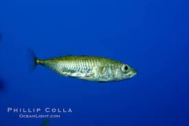 Attēlu rezultāti vaicājumam “Gasterosteus aculeatus”