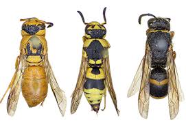 Attēlu rezultāti vaicājumam “Eumenidae”