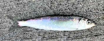 Image result for Clupea pallasii