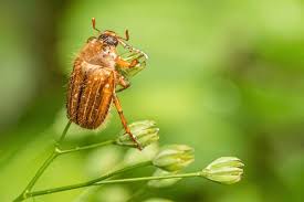 Attēlu rezultāti vaicājumam “Amphimallon solstitiale imago”