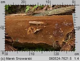 Attēlu rezultāti vaicājumam “Asterodon ferruginosus”
