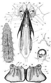 Attēlu rezultāti vaicājumam “Syrphus sp. imago”