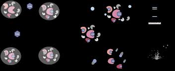 Image result for pfanzelt tehron