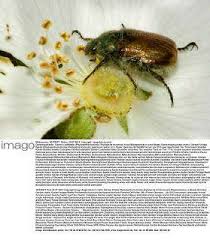 Attēlu rezultāti vaicājumam “Phyllopertha horticola imago”