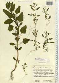 Attēlu rezultāti vaicājumam “Chenopodium acerifolium”