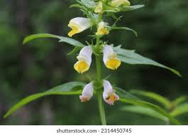 Attēlu rezultāti vaicājumam “Melampyrum pratense leaf”
