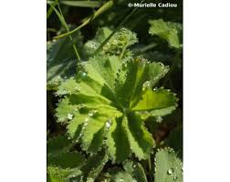 Attēlu rezultāti vaicājumam “Alchemilla vulgaris aggr. leaf”