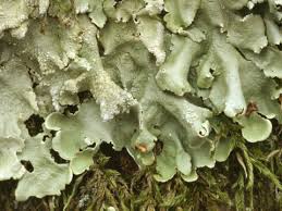 Attēlu rezultāti vaicājumam “Flavoparmelia caperata”