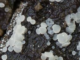 Attēlu rezultāti vaicājumam “Hymenoscyphus fructigenus var. coryli”