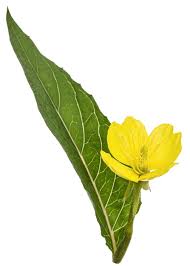 Attēlu rezultāti vaicājumam “Oenothera biennis leaf”