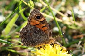 Attēlu rezultāti vaicājumam “Lasiommata megera female”