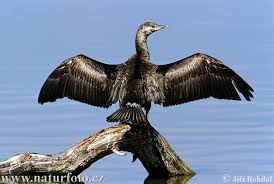 Image result for Phalacrocorax carbo