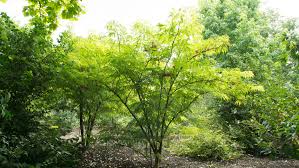 Attēlu rezultāti vaicājumam “Sambucus racemosa”