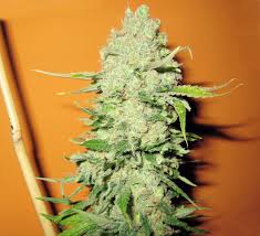 Resultado de imagen para la marihuana channel