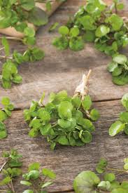 Image result for Brunnenkresse