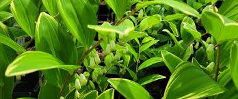 Attēlu rezultāti vaicājumam “Polygonatum odoratum bud”
