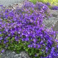 Image result for Glockenblumen