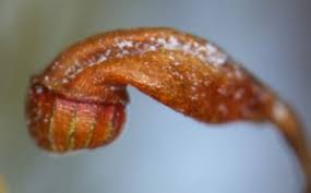 Attēlu rezultāti vaicājumam “| Dicranella”