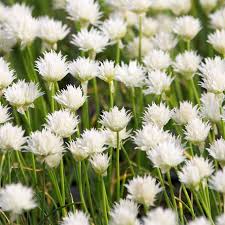 Image result for Allium schoenoprasum