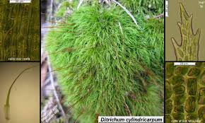 Attēlu rezultāti vaicājumam “Distichium capillaceum”