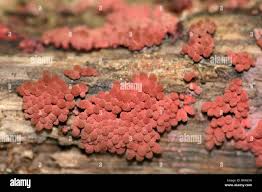 Attēlu rezultāti vaicājumam “Arcyria affinis young”