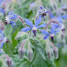 Image result for Borago officinalis