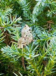 Attēlu rezultāti vaicājumam “Colostygia pectinataria male”