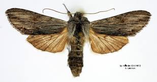 Attēlu rezultāti vaicājumam “Cucullia lucifuga”