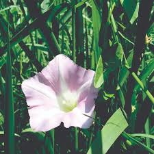 Attēlu rezultāti vaicājumam “Calystegia sepium”
