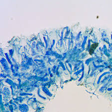 Attēlu rezultāti vaicājumam “Fellhanera subtilis”
