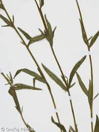 Attēlu rezultāti vaicājumam “Epilobium palustre”