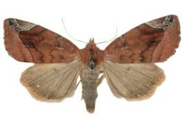 Attēlu rezultāti vaicājumam “Cosmia pyralina”