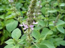 Image result for Basilikum