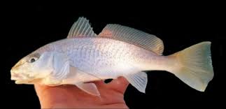 Image result for Micropogonias undulatus