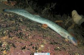 Image result for Petromyzon marinus