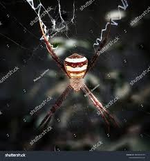 Image result for st andrews cross spider