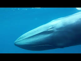 Image result for Balaenoptera omurai