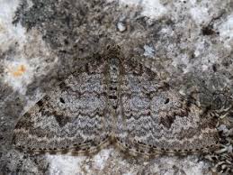 Attēlu rezultāti vaicājumam “Xanthorhoe quadrifasiata”