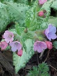 Image result for Pulmonaria Silverado