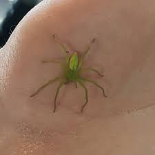 Attēlu rezultāti vaicājumam “Micrommata virescens”