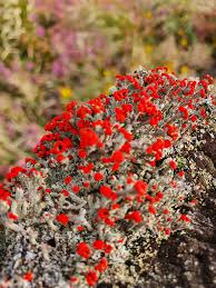 Attēlu rezultāti vaicājumam “Cladonia floerkeana”