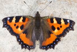 Attēlu rezultāti vaicājumam “Aglais urticae”