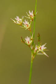 Attēlu rezultāti vaicājumam “Juncus compressus”