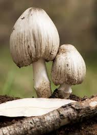 Attēlu rezultāti vaicājumam “Coprinus atramentarius”