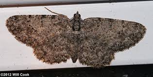 Attēlu rezultāti vaicājumam “Ectropis crepuscularia”